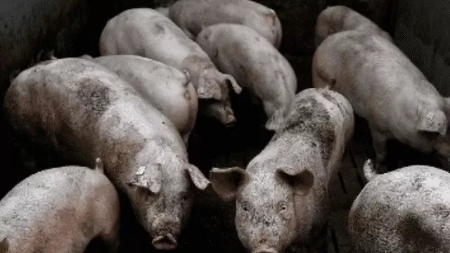 China: Descubren nueva cepa de la gripe porcina con el potencial de convertirse en pandemia. Foto: AFP referencial