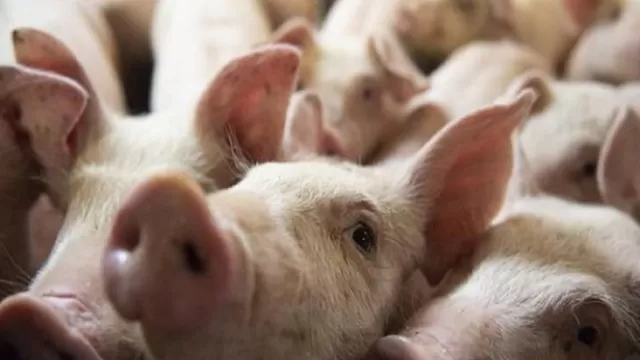 China reporta su primer brote de peste porcina africana desde julio. Foto: AFP referencial