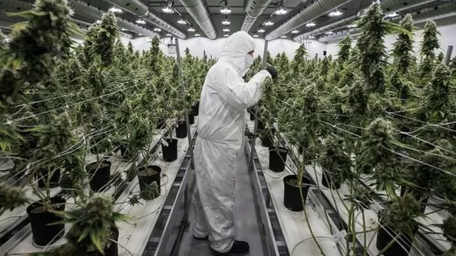 Colombia autorizó uso industrial de la marihuana 