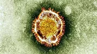 Coronavirus: Estudio identifica cinco genes asociados a formas graves de la COVID-19