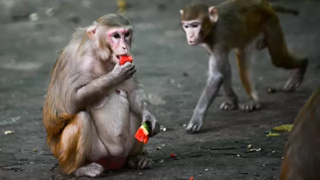 Coronavirus: Monos infectados desarrollaron inmunidad a corto plazo. Foto: AFP