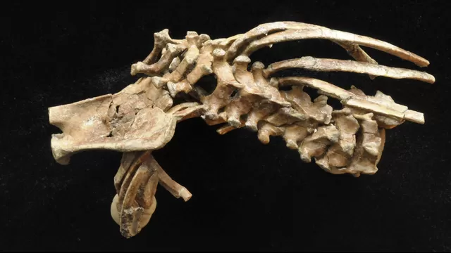 Descubren fósil que revela el origen de la columna vertebral en humanos