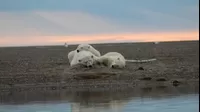 Trump autoriza perforaciones petroleras en santuario natural en Alaska, hogar de osos polares