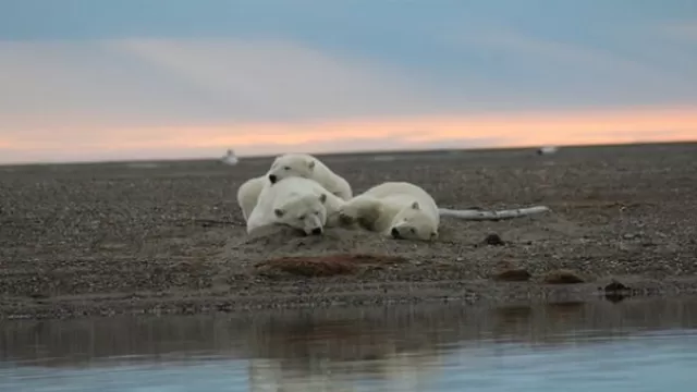 Osos polares. Foto: Facebook USFWS Arctic National Wildlife Refuge