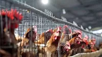 Ecuador declara emergencia sanitaria por brote de influenza aviar