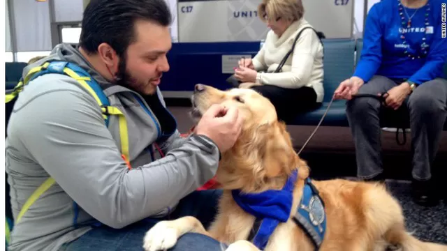 Los canes, en su mayoría de la raza Golden retriever, estarán dispuestos hasta el 23 de diciembre en 7 aeropuertos. Foto: CNN