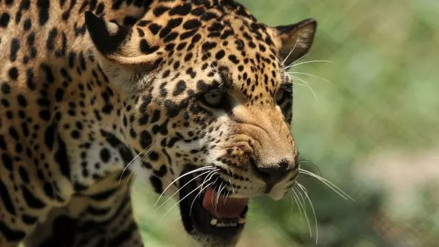 EE.UU.: joven salta valla de zoológico para tomarse selfie y jaguar la ataca