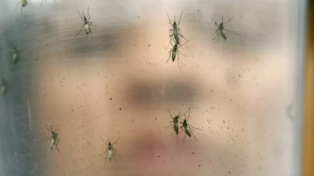 Mosquito aedes aegypti (Vía: CNN)