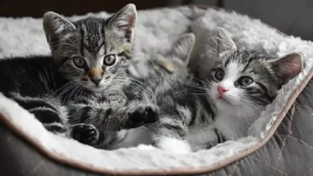  Dos gatos domésticos dieron positivo en las pruebas de coronavirus. Foto: Pixabay/referencial