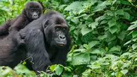Estados Unidos: Dos gorilas de un zoológico dan positivo al COVID-19