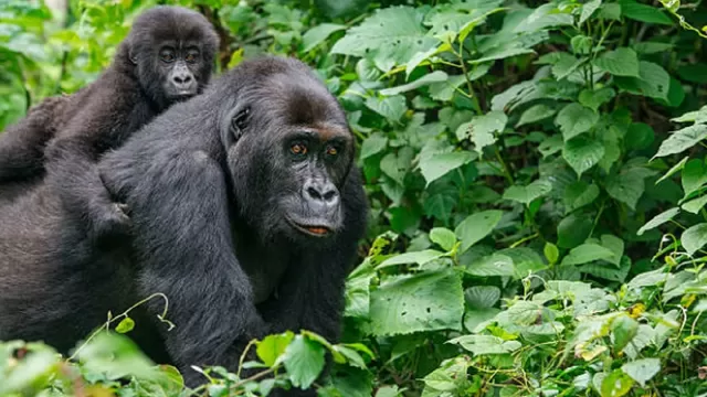 Estados Unidos: Dos gorilas de un zoológico dan positivo al COVID-19. Foto: iStock referencial