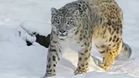 Estados Unidos: Un leopardo de las nieves de un zoológico se contagió de coronavirus