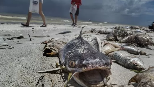 EE.UU.: Marea roja mató a miles de especies marinas en playas de Florida
