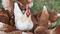 Europa vive la gripe aviar "más devastadora" de su historia