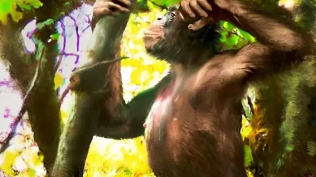 Fósiles de mono arrojan pistas sobre cómo ancestros del hombre empezaron a caminar. Foto: La Voz de Galicia
