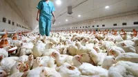 Francia sacrifica 16 millones de aves por epidemia de gripe aviar en el país