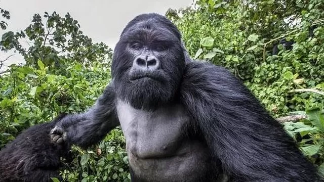 Hay solo 5 mil ejemplares del Gorila del Este. (Vía: Twitter)