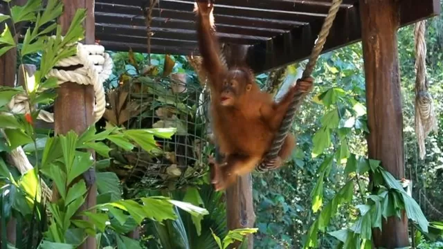 Hallan a bebé orangután que había sido drogado por un hombre en Indonesia