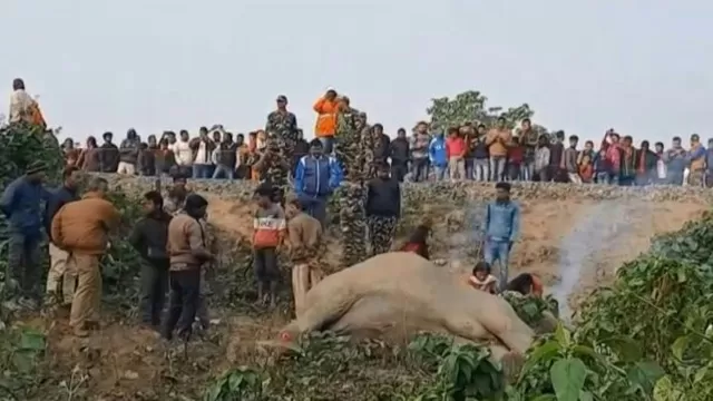 Dos elefantes mueren atropellados por un tren en India