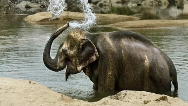 India: Elefante mató a 16 personas en dos meses tras ser rechazado por su rebaño. Foto referencial: DW