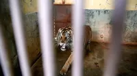 Indonesia: Dos tigres de Sumatra se contagiaron de COVID-19 en un zoológico