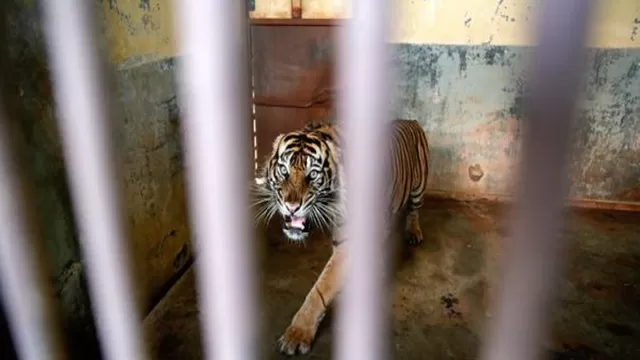 Indonesia: Dos tigres de Sumatra se contagiaron de COVID-19 en un zoológico. Foto referencial: EFE
