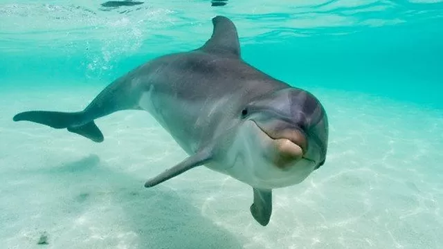 Equipo de vigilancia habría sido colocado sobre lomo de delfín, sostiene Hamas. Foto: elaguademar