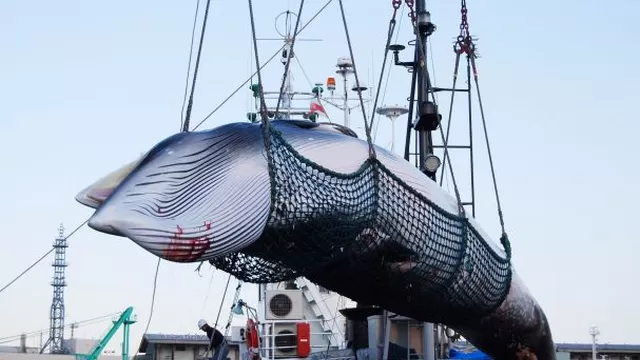 Japón reanudará la caza comercial de ballenas
