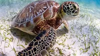 Japón: Pescador apuñaló a decenas de tortugas marinas en peligro de extinción 