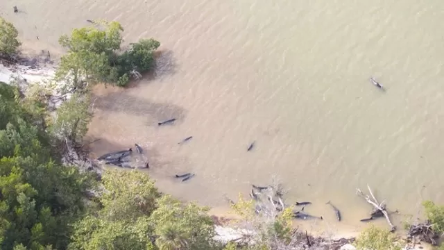Más de 80 delfines murieron varados en las costas de Florida