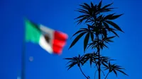 México: Cámara de Diputados aprobó legislar el consumo, cultivo y comercio de la marihuana