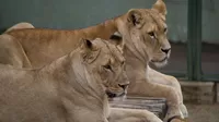 Murió niño tras ser mordido por una leona 