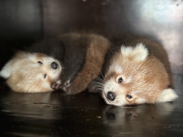 Nacen dos pandas rojos en parque de animales en Francia / Foto: Bio Topia