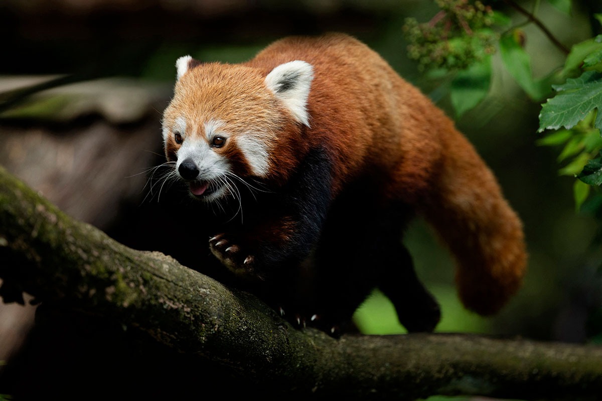 El panda rojo es una especie en peligro de extinción / AFP
