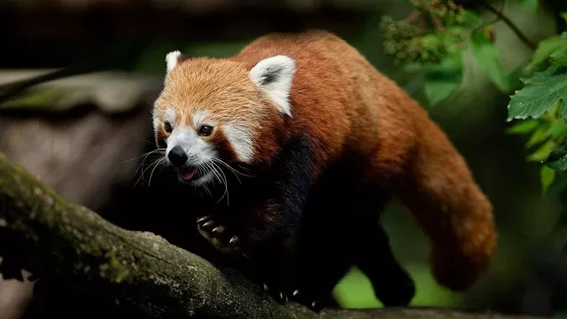 El panda rojo es una especie en peligro de extinción / Foto: AFP