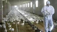 OMS confirma la primera muerte por gripe aviar H3N8 en el mundo