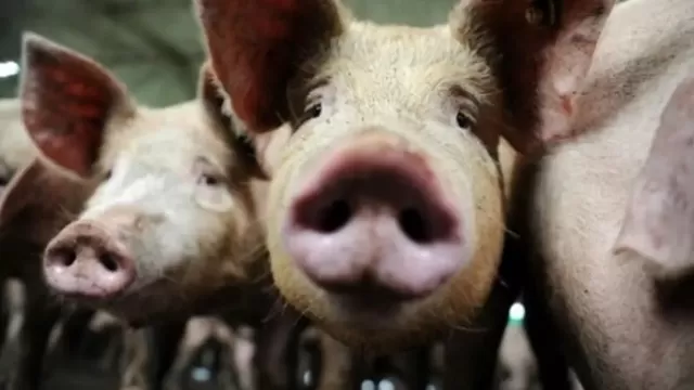 OMS: Información sobre gripe porcina con potencial pandémico no debe confundirse con un nuevo patógeno. Foto: AFP