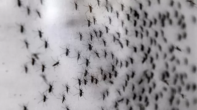 El virus del Ébola es transmitido por mosquitos. Foto: AFP