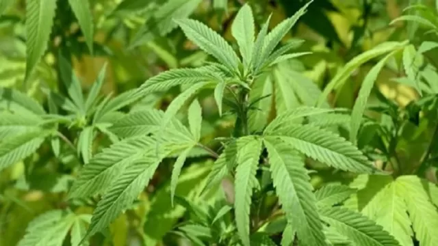 ONU reconoce oficialmente las propiedades medicinales del cannabis. Foto: AFP referencial