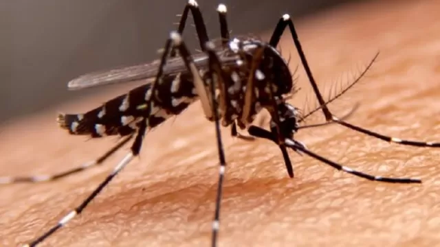 Organización Panamericana de la Salud: Alerta de récord de dengue en América Latina