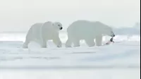 Osos polares se ven obligados a comer plástico por el cambio climático