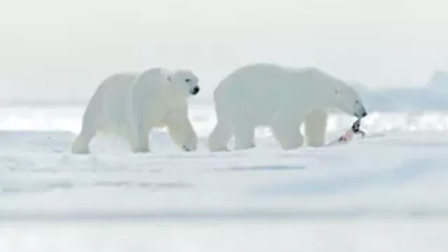 Osos polares se ven obligados a comer plástico por el cambio climático. Foto: Shutterstock/referencial