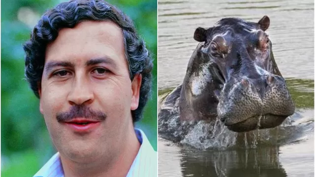  Expertos definirán el futuro de los hipopótamos del narcotraficante Pablo Escobar / Foto: "El Tiempo", de Colombia