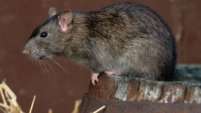 Ratas serían capaces de sentir arrepentimiento según estudio científico