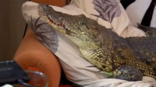 Rusia: Hombre cría un cocodrilo como mascota desde hace 4 años