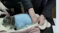 Rusia: Detienen a mujer que ocultaba droga con un gato vestido de bebé
