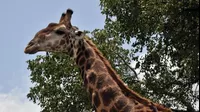 Sudáfrica: jirafa atacó a una mujer y a su hijo y los dejó en estado crítico