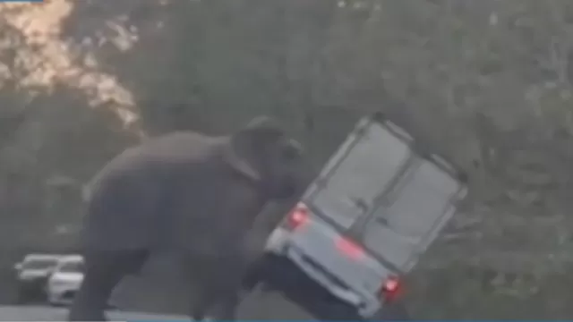 Tailandia: Elefante embiste camioneta y la voltea
