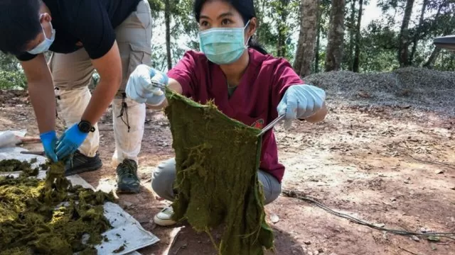 Tailandia: Hallan a ciervo muerto con siete kilos de plástico en el estómago. Foto: AFP