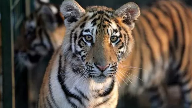 Tailandia: mueren 86 tigres que fueron rescatados de un templo. Foto: AFP/referencial
